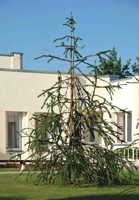 Ель обыкновенная Виргата (Picea abies Virgata) ФОТО Питомник растений Природа/Priroda (109)