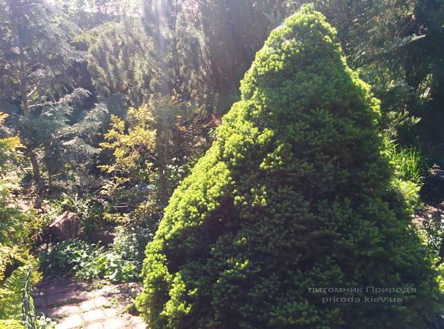 Ялина канадська Коніка (Picea glauca Conica) ФОТО Розплідник рослин Природа / Priroda