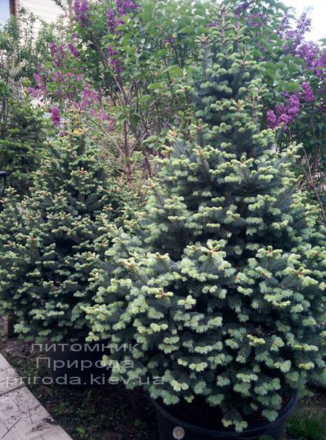 Пихта горная Компакта (Abies lasiocarpa Compacta ) ФОТО Питомник растений Природа /Priroda
