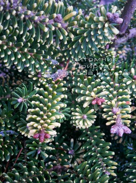 Пихта корейская Ауреа (Abies koreana Aurea ) ФОТО Питомник растений Природа /Priroda