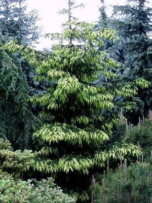 Ель восточная Ауреоспиката (Picea orientalis Aureospicata) ФОТО Питомник растений Природа/Priroda (56)