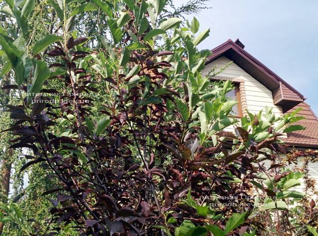 Черемуха виргинская Шуберт (Prunus virginiana Shubert) ФОТО Питомник растений Природа Priroda (6)