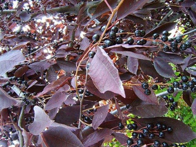 Черемуха виргинская Шуберт (Prunus virginiana Shubert) ФОТО Питомник растений Природа (3)