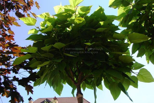 Катальпа бигнониевидная Нана (Catalpa bignoides Nana) на штамбе ФОТО Питомник декоративных растений Природа Priroda (3)
