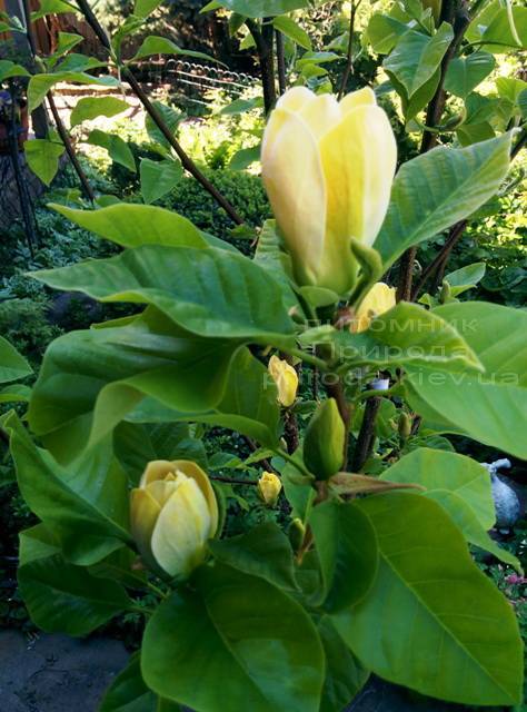 Магнолия бруклинская Еллоу Бирд / Yellow Bird / Жёлтая птица (Magnolia brooklynensis Yellow Bird) ФОТО Питомник растений Природа Priroda (17)