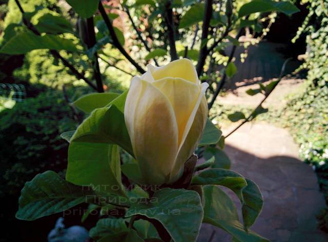 Магнолия бруклинская Еллоу Берд (Magnolia brooklynensis Yellow Bird) ФОТО Питомник растений Природа (Priroda) (19)