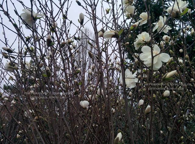 Магнолия Суланжа Специоза (Magnolia soulangeana Speciosa) ФОТО Питомник декоративных растений Природа