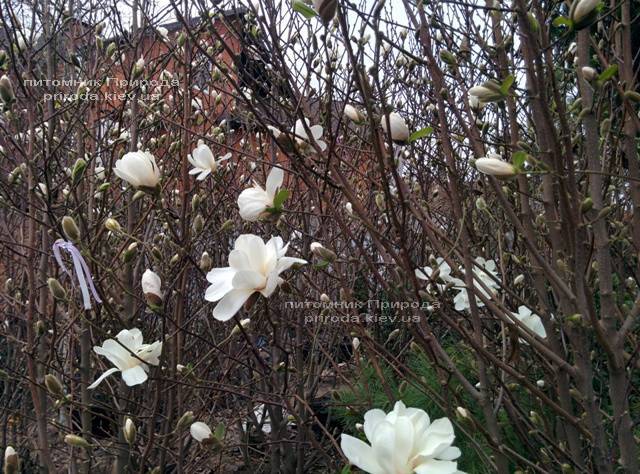 Магнолия Суланжа Специоза (Magnolia soulangeana Speciosa) ФОТО Питомник декоративных растений Природа (8)