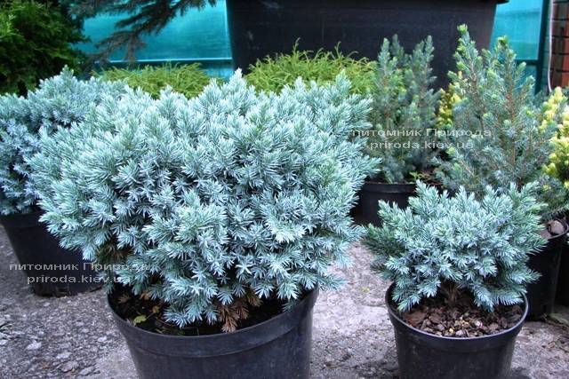 Можжевельник чешуйчатый Блю Стар (Juniperus squamata Blue Star) ФОТО Питомник декоративных растений Природа