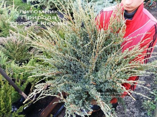 Можжевельник чешуйчатый Холгер (Juniperus squamata Holger) ФОТО Питомник декоративных растений Природа (Priroda)