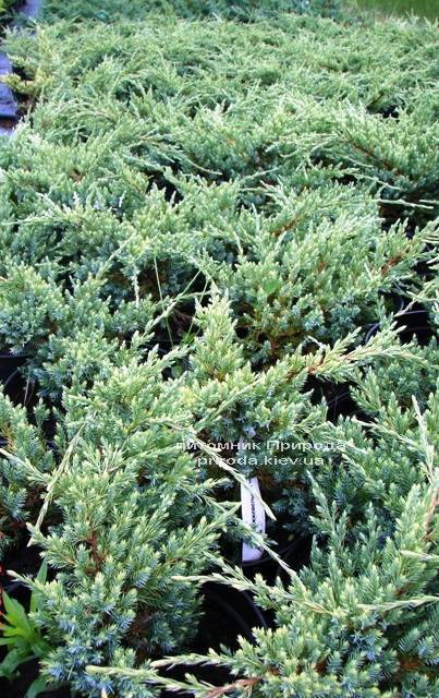 Можжевельник чешуйчатый Холгер (Juniperus squamata Holger) ФОТО Питомник декоративных растений Природа (Priroda)