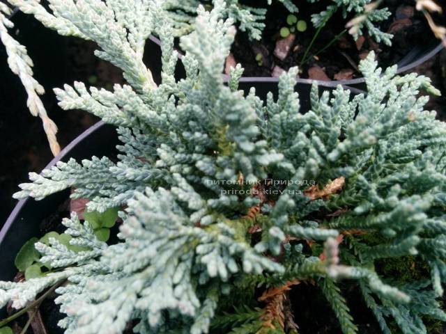 Можжевельник горизонтальный Айс Блю / Монбер (Juniperus horizontalis Ice Blue / Monber) ФОТО Питомник декоративных растений Природа Priroda