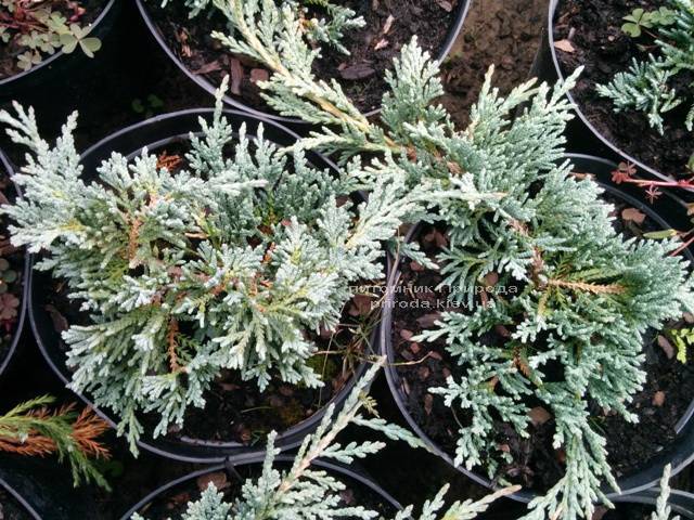 Можжевельник горизонтальный Айс Блю / Монбер (Juniperus horizontalis Ice Blue / Monber) ФОТО Питомник растений Природа Priroda