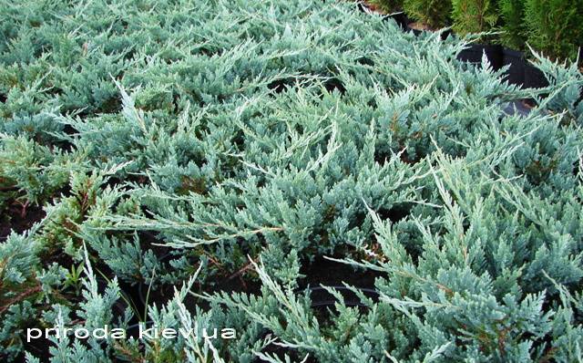 Можжевельник горизонтальный Блю Чип / Блу Чип (Juniperus horizontalis Blue Chiр) ФОТО Питомник декоративных растений Природа