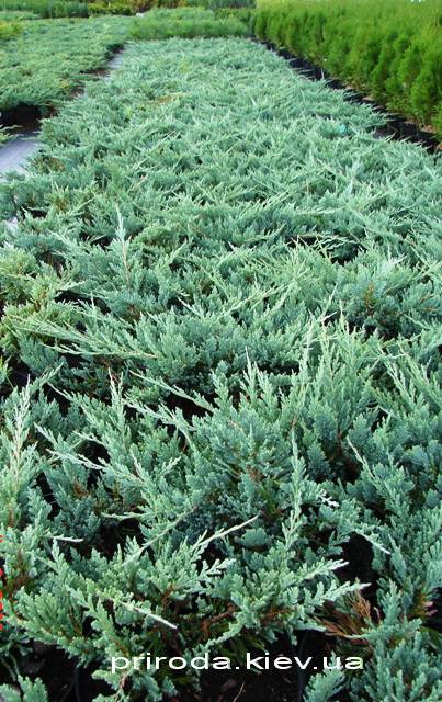 Ялівець горизонтальний Блю Чіп / Блу Чіп (Juniperus horizontalis Blue Chiр) ФОТО Розплідник рослин Природа Priroda