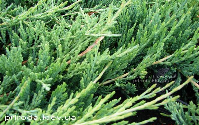 Можжевельник горизонтальный Джейд Ривер (Juniperus horizontalis Jade River) ФОТО Питомник декоративных растений Природа