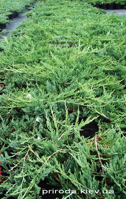 Можжевельник горизонтальный Джейд Ривер (Juniperus horizontalis Jade River) ФОТО Питомник растений Природа Priroda