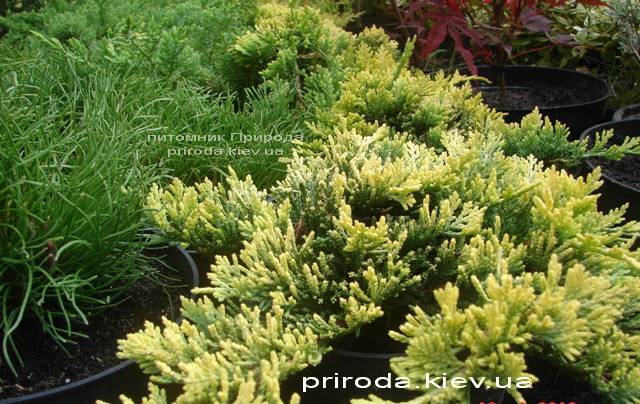 Можжевельник горизонтальный Голден Карпет (Juniperus horizontalis Golden Carpet) ФОТО Питомник декоративных растений Природа Priroda