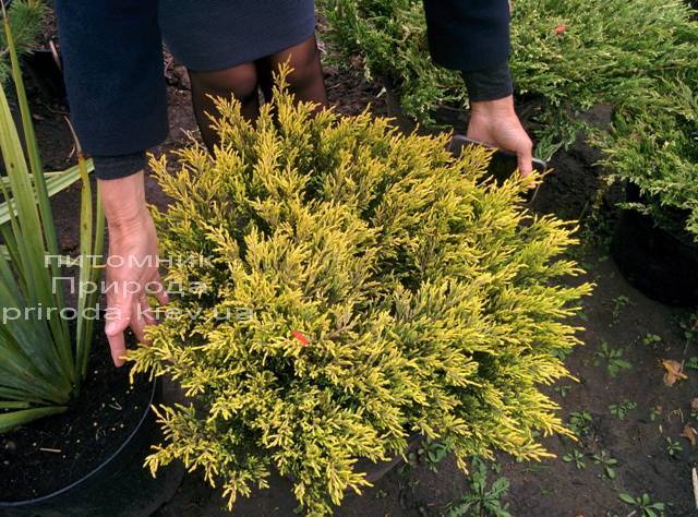 Можжевельник горизонтальный Лаймглоу (Juniperus horizontalis Limeglow) ФОТО Питомник декоративных растений Природа