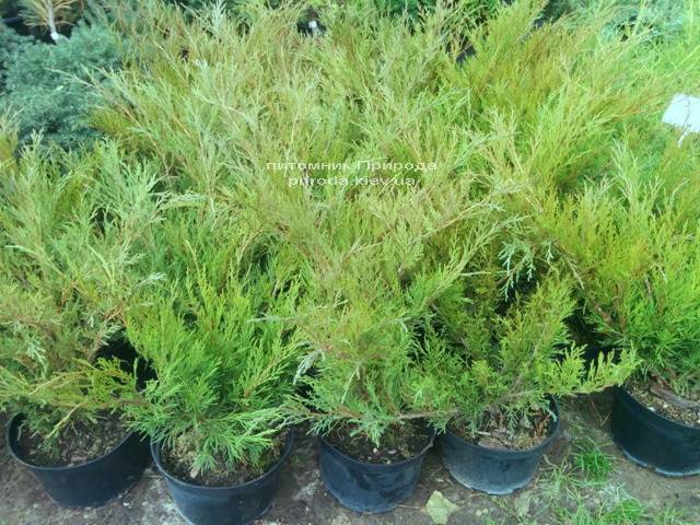 Можжевельник казацкий Блю Спаркл (Juniperus sabina Blue Sparkle) ФОТО Питомник декоративных растений Природа Priroda