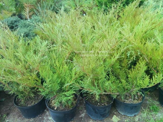 Можжевельник казацкий Блю Спаркл (Juniperus sabina Blue Sparkle) ФОТО Питомник декоративных растений Природа