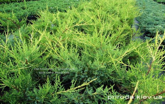 Можжевельник китайский Куривао Голд (Juniperus chinensis Kuriwao Gold) ФОТО Питомник декоративных растений Природа
