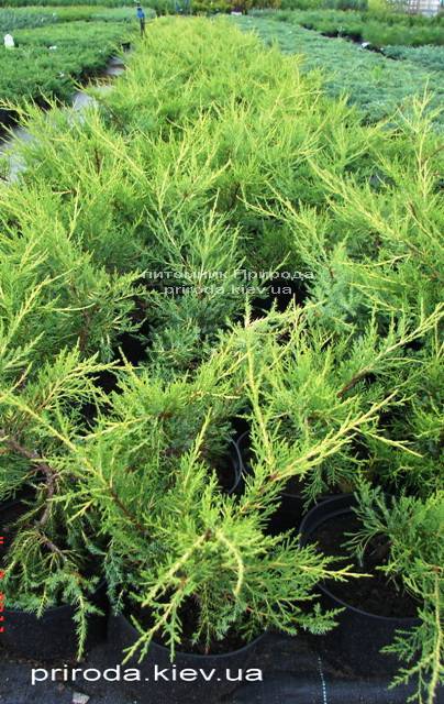 Можжевельник китайский Куривао Голд (Juniperus chinensis Kuriwao Gold) ФОТО Питомник растений Природа Priroda