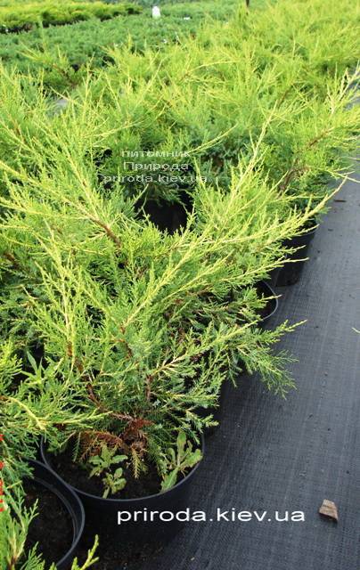 Можжевельник китайский Куривао Голд (Juniperus chinensis Kuriwao Gold) ФОТО Питомник декоративных растений Природа Priroda