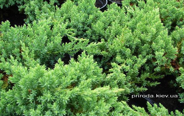 Можжевельник лежачий Нана (Juniperus procumbens Nana) ФОТО Питомник декоративных растений Природа Priroda
