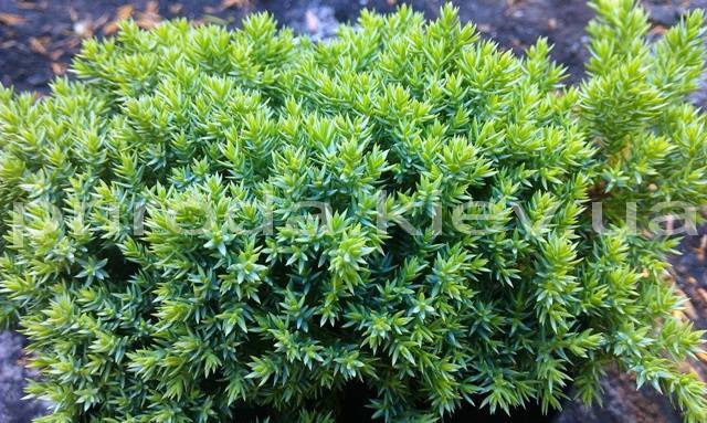 Можжевельник лежачий Нана (Juniperus procumbens Nana) ФОТО Питомник растений Природа Priroda