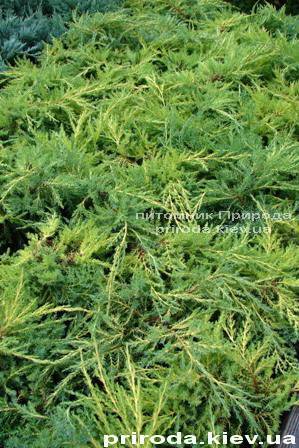 Можжевельник средний Пфитцериана Ауреа (Juniperus media Pfitzeriana Aurea) ФОТО Питомник декоративных растений Природа Priroda