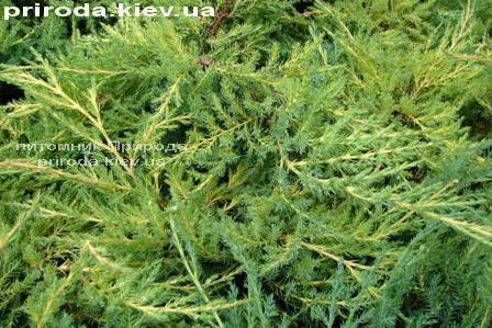 Можжевельник средний Пфитцериана Ауреа (Juniperus media Pfitzeriana Aurea) ФОТО Питомник декоративных растений Природа Priroda