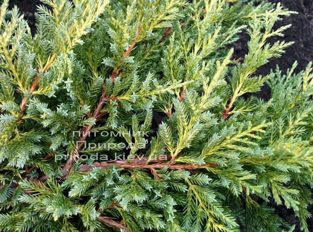 Можжевельник средний Пфитцериана Ауреа (Juniperus media Pfitzeriana Aurea) ФОТО Питомник растений Природа Priroda