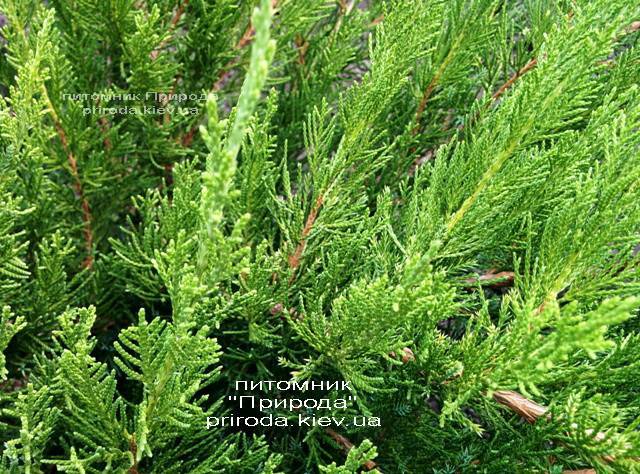 Можжевельник средний / пфитцериана Минт Джулеп (Juniperus media / pfitzeriana Mint Julep) ФОТО Питомник растений Природа (Priroda)