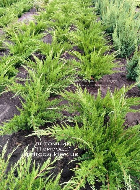 Можжевельник средний / пфитцериана Минт Джулеп (Juniperus media / pfitzeriana Mint Julep) ФОТО Питомник растений Природа (Priroda)