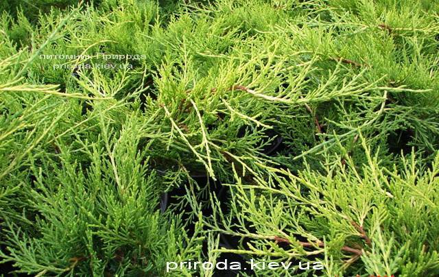 Можжевельник средний / пфитцериана Олд Голд (Juniperus media / pfitzeriana Old Gold) ФОТО Питомник растений Природа (Priroda)