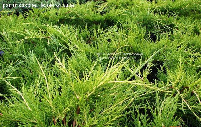 Ялівець середній / пфітцеріана Олд Голд (Juniperus media / pfitzeriana Old Gold) ФОТО Розплідник рослин Природа (Priroda)
