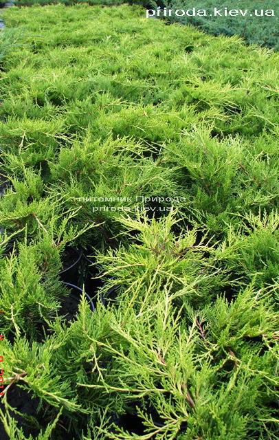 Можжевельник средний / пфитцериана Олд Голд (Juniperus media / pfitzeriana Old Gold) ФОТО Питомник растений Природа (Priroda)