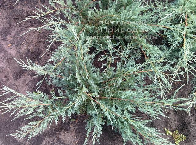 Можжевельник виргинский Грей Оул (Juniperus virginiana Grey Owl) ФОТО Питомник декоративных растений Природа Priroda (44)