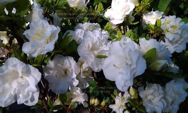 Азалия японская садовая / Рододендрон Шнеперле (Rhododendron Azalea japonica Schneeperle) ФОТО Питомник растений Природа Priroda (41)