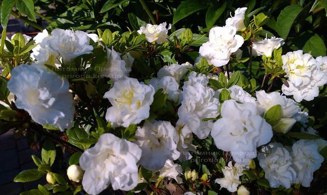 Азалия японская садовая / Рододендрон Шнеперле (Rhododendron Azalea japonica Schneeperle) ФОТО Питомник растений Природа Priroda (44)
