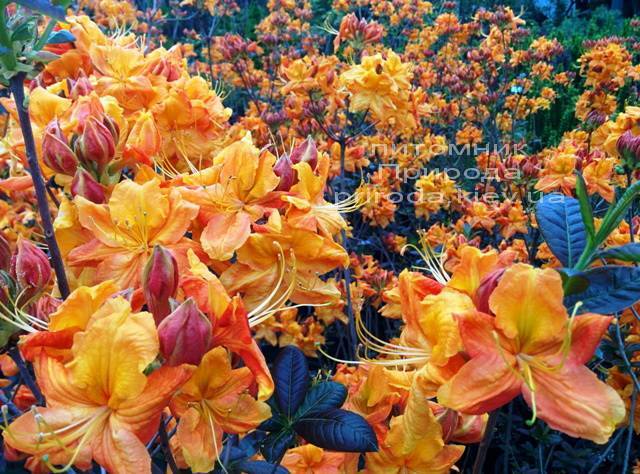 Азалия садовая крупноцветковая / Рододендрон листопадный Клондайк (Rododendron Klondyke) ФОТО Питомник растений Природа Priroda (3)