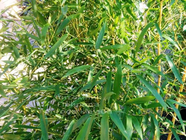 Бамбук / Листоколосник золотистожелобчатый (Phyllostachys aureosulcata) ФОТО Питомник растений Природа Priroda