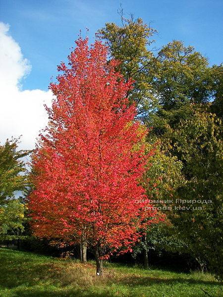 Клен красный (Acer rubrum) ФОТО Питомник растений Природа Priroda (5)