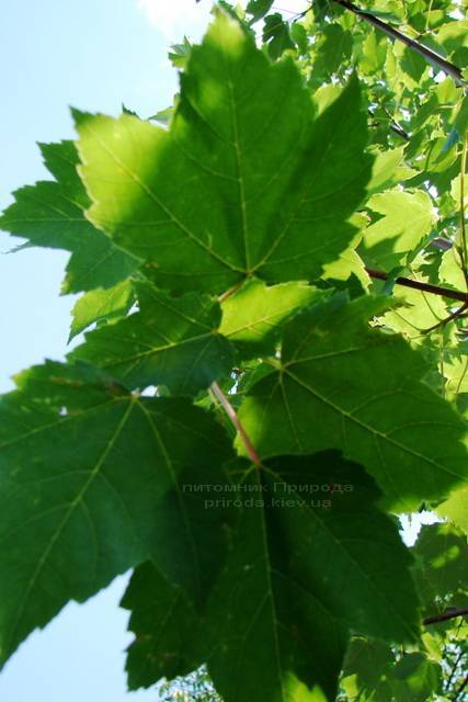 Клен красный (Acer rubrum) ФОТО Питомник растений Природа Priroda (7)