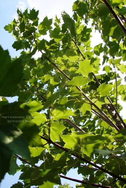 Клен красный (Acer rubrum) ФОТО Питомник растений Природа Priroda (8)