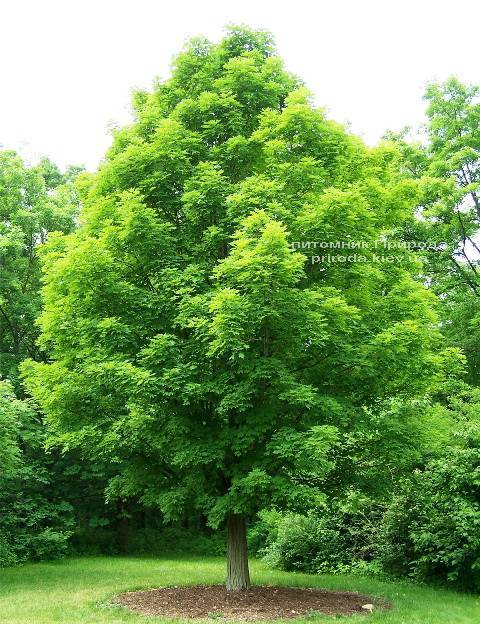 Клен остролистный (Acer platanoides) ФОТО Питомник растений Природа Priroda (13)