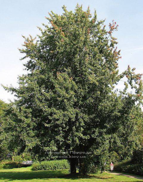 Клён серебристый (Acer saccharinum) ФОТО Питомник растений Природа Priroda (14)