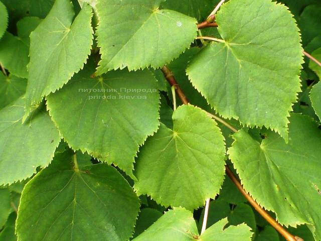 Липа мелколистная Tilia cordata ФОТО Питомник растений Природа Priroda (2)