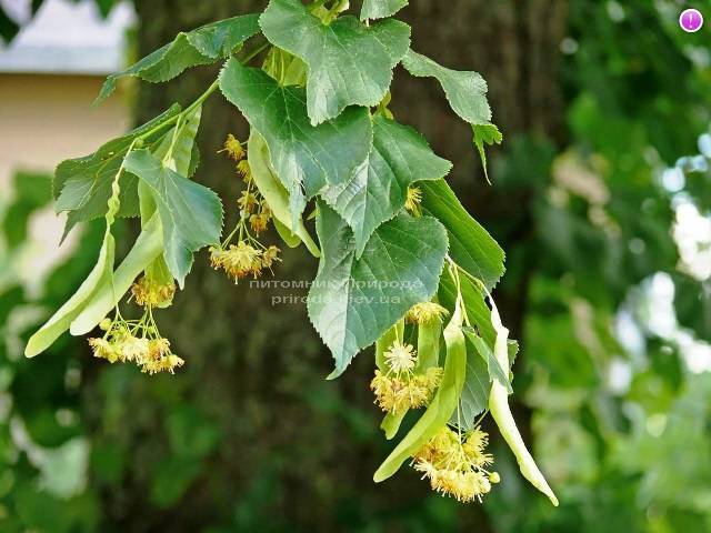 Липа мелколистная Tilia cordata ФОТО Питомник растений Природа Priroda (4)
